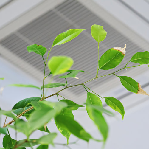 Ficus green leaves on the background of ceiling air conditioner in modern office or at home. Indoor air quality concept